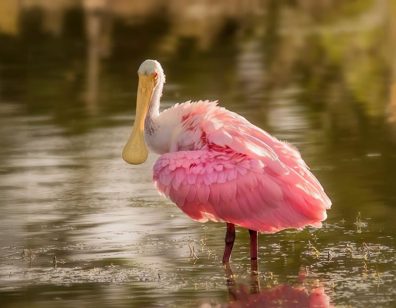 Wildlife Photography Expedition